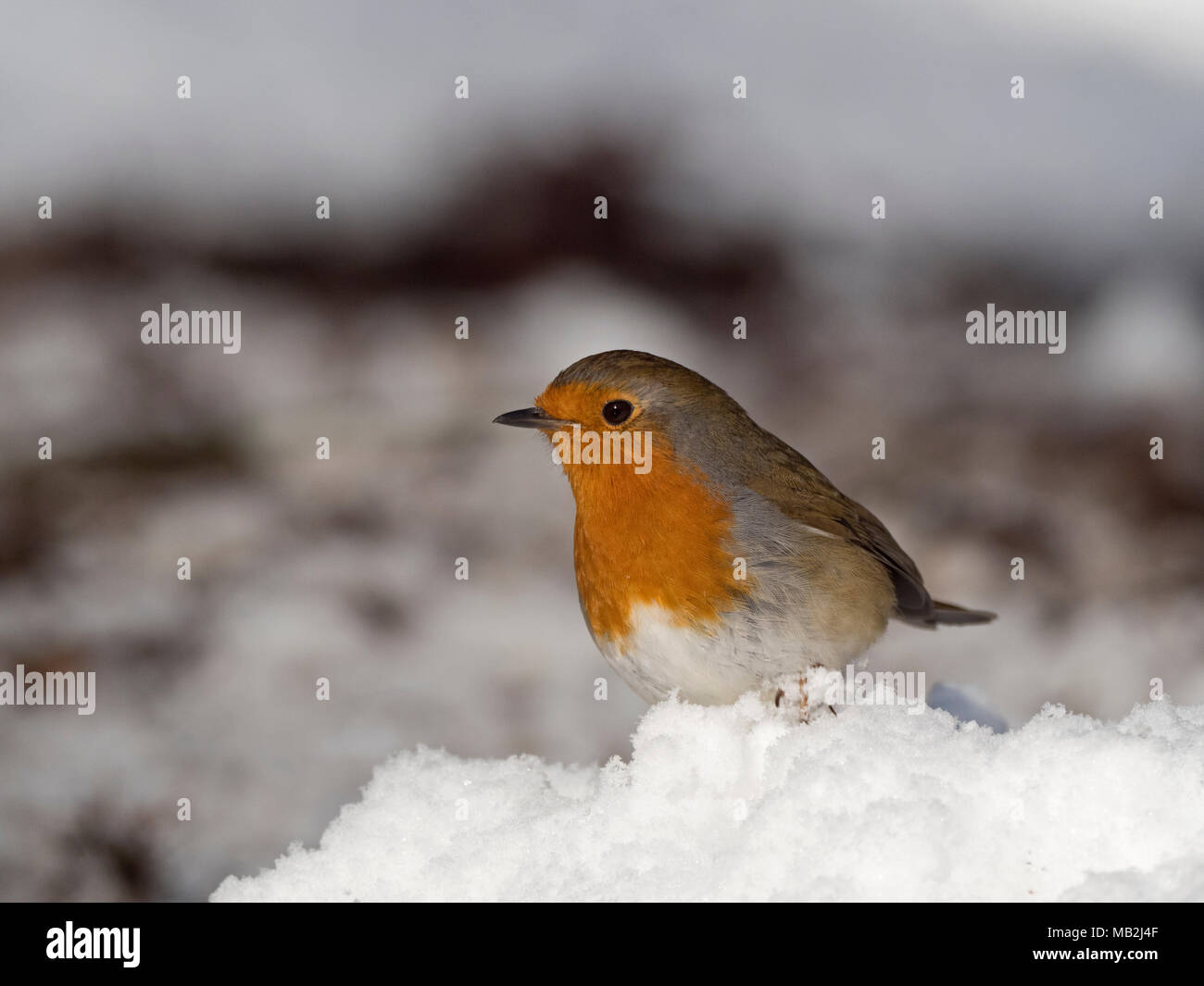 Erithacus rubecula aux abords de jardin couvert de neige Février Norfolk Banque D'Images Erithacus rubecula aux abords de jardin couvert de neige Février Norfolk Banque D'Images