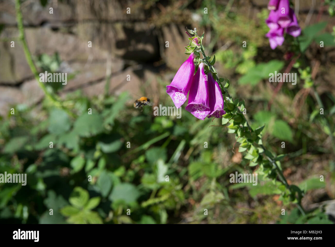 Digitales attirent les abeilles sauvages dans le Lancashire country park et de bois. Banque D'Images