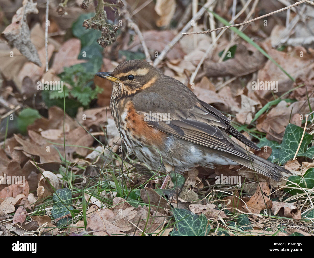 Redwing Turdus iliacus sur edge od woodland North Norfolk février Banque D'Images