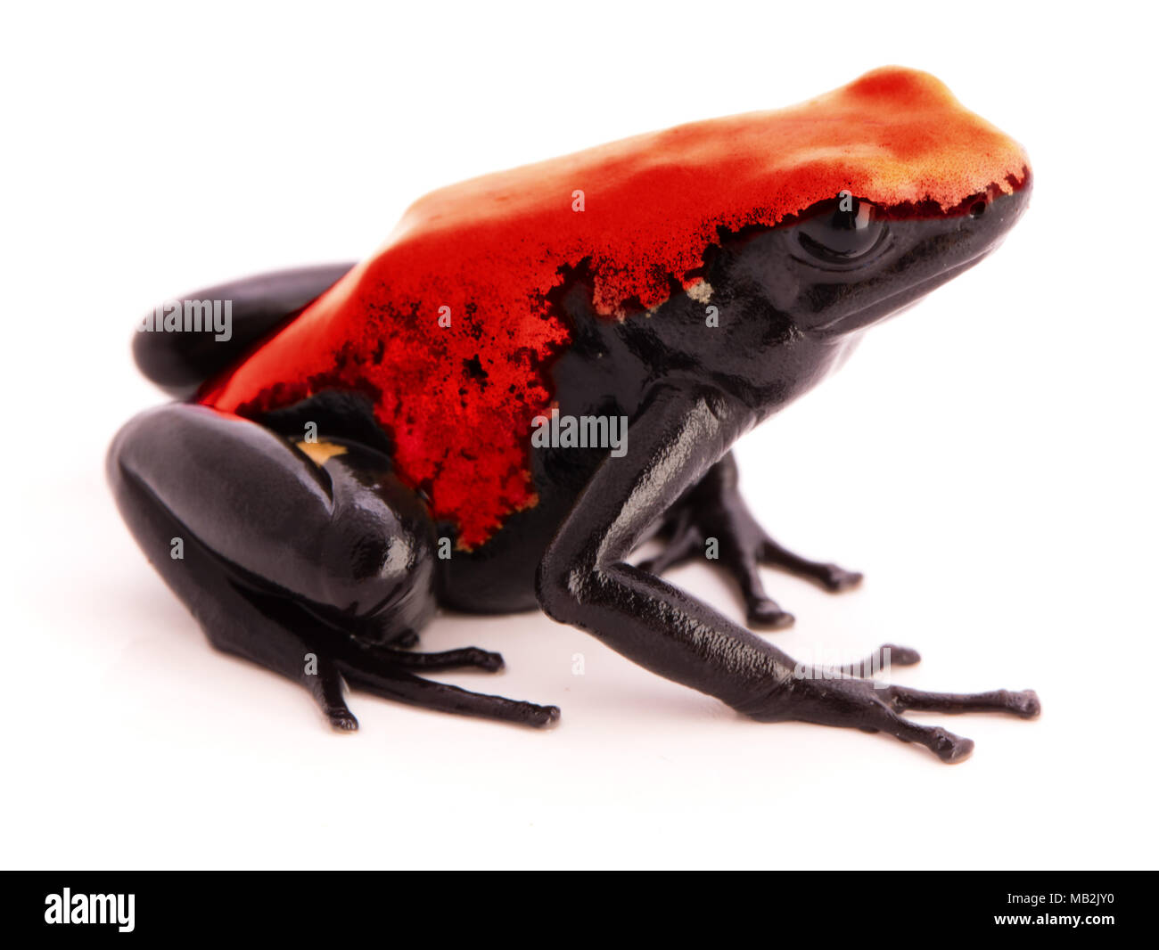 Refoulement Poison Dart Frog Adelphobates galactonotus Dendrobates ou un animal venimeux de la forêt amazonienne au Brésil. Isolé sur blanc Banque D'Images