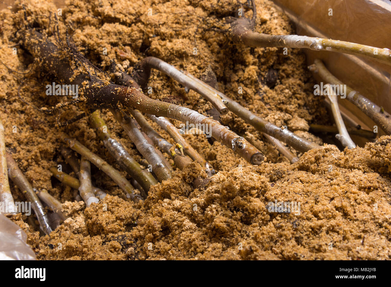 L'inoculation des plants de noyer la cob close-up. Le concept de fabrication industrielle, le greffage d'arbres Banque D'Images