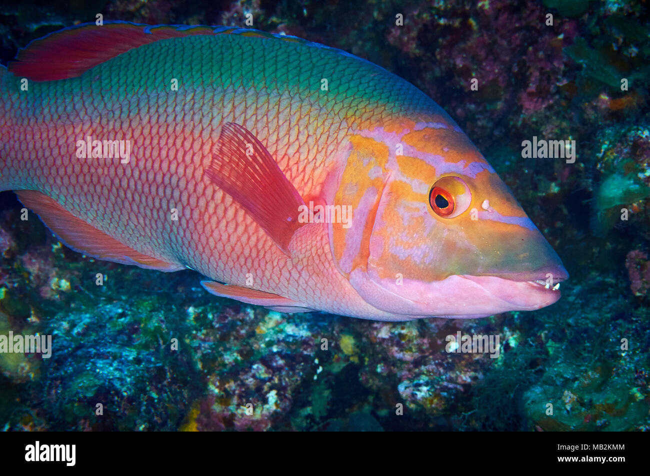 Cochons barré (Bodianus scrofa) à Mar de las Calmas Marine Reserve (El Hierro, Îles Canaries, Espagne) Banque D'Images