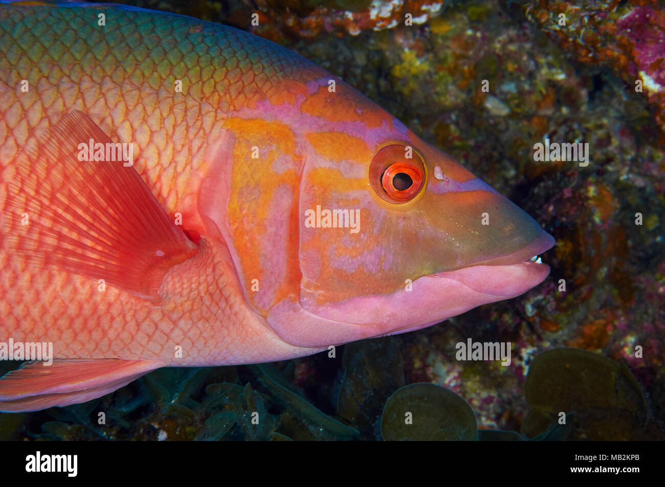 Cochons barré (Bodianus scrofa) portrait à Mar de las Calmas Marine Reserve (El Hierro, Îles Canaries, Espagne) Banque D'Images