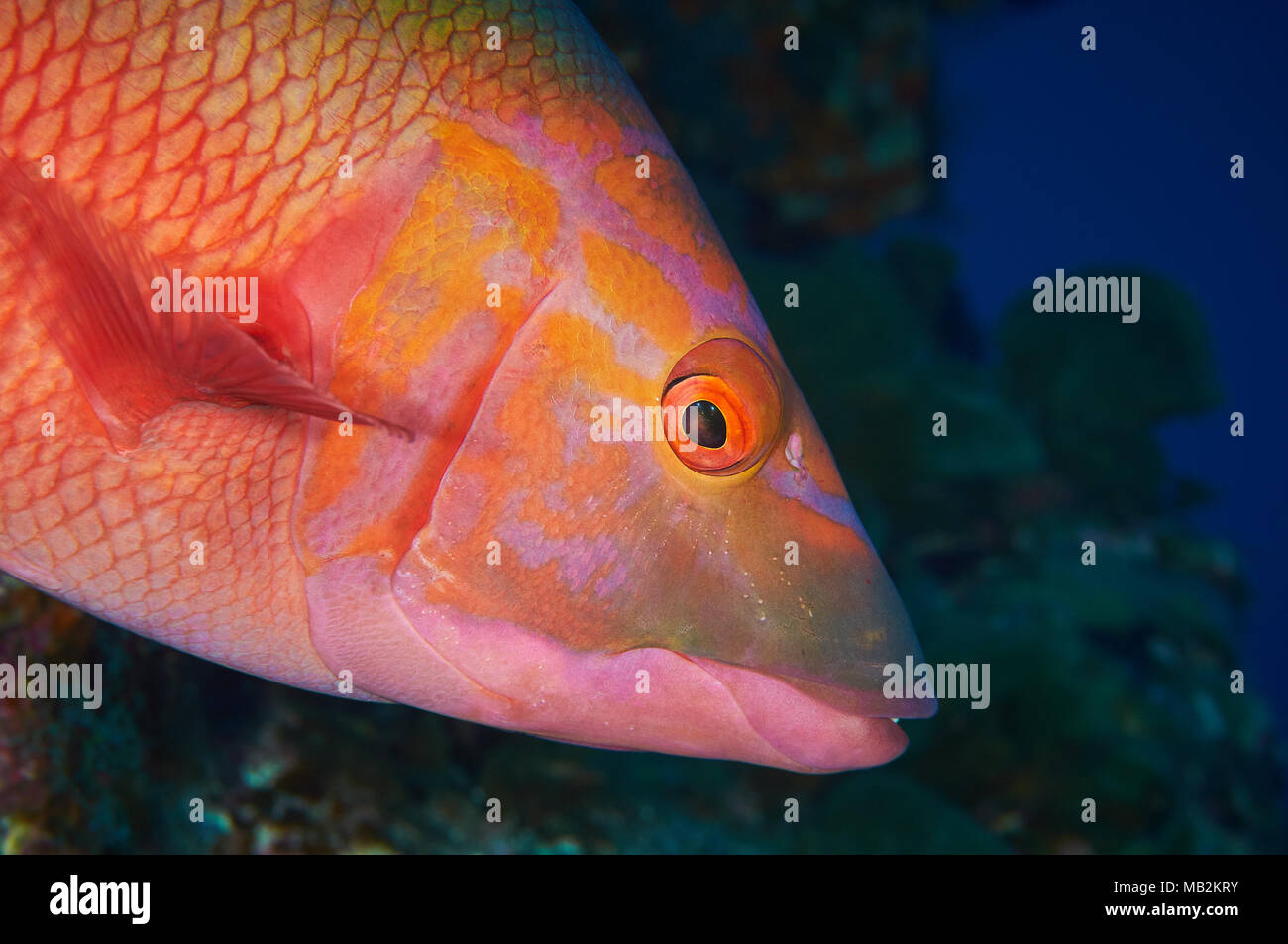 Cochons barré (Bodianus scrofa) portrait à Mar de las Calmas Marine Reserve (El Hierro, Îles Canaries, Espagne) Banque D'Images