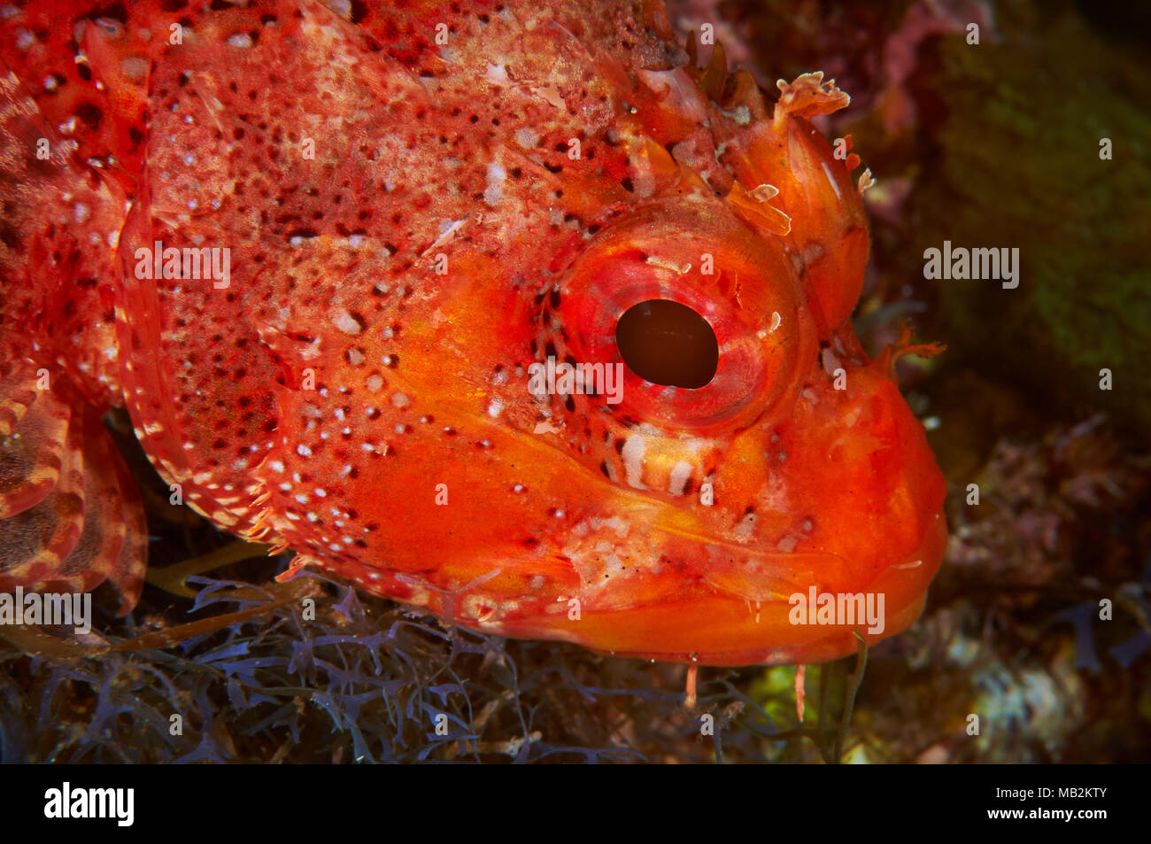Sébaste (Scorpaena maderensis Madère) portrait à Mar de las Calmas Marine Reserve (El Hierro, Îles Canaries, Espagne) Banque D'Images