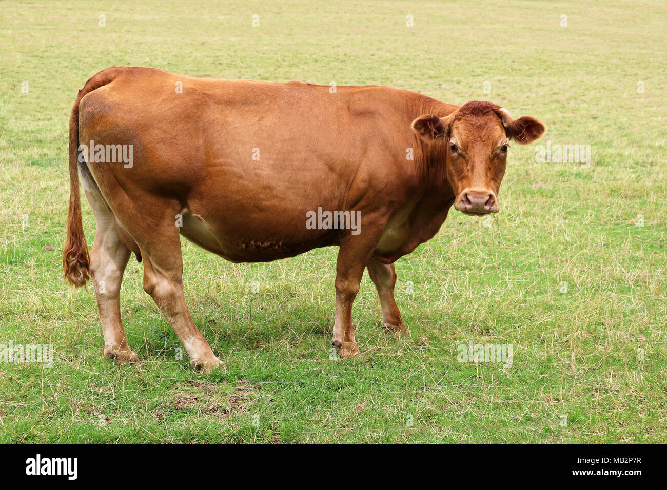 Vache brune paissant dans un champ Banque D'Images