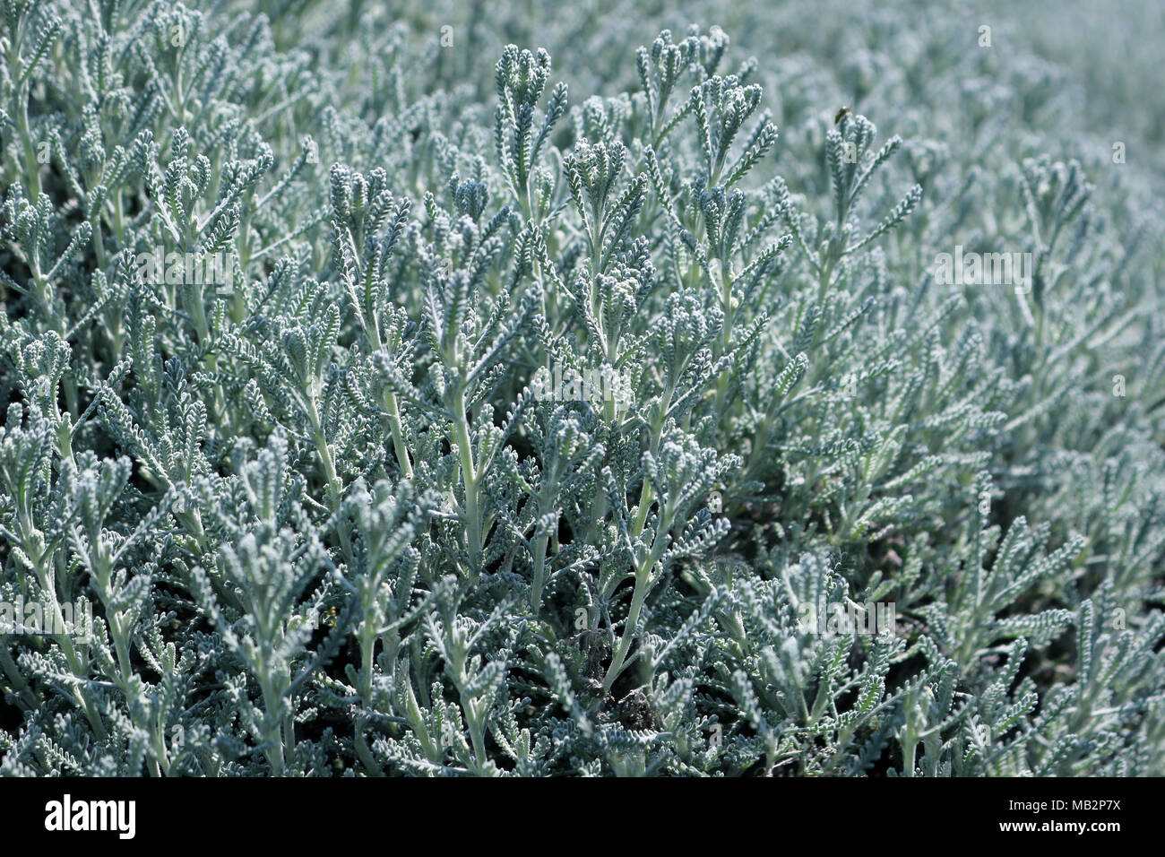 Santolina chamaecyparissus plant de lavande ou de coton Banque D'Images