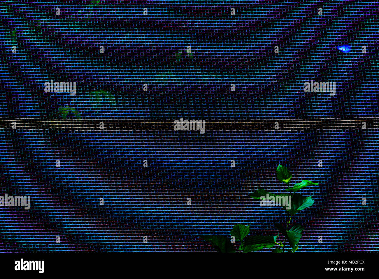 Vu les feuilles à travers un écran à New York, juillet 2013. Banque D'Images