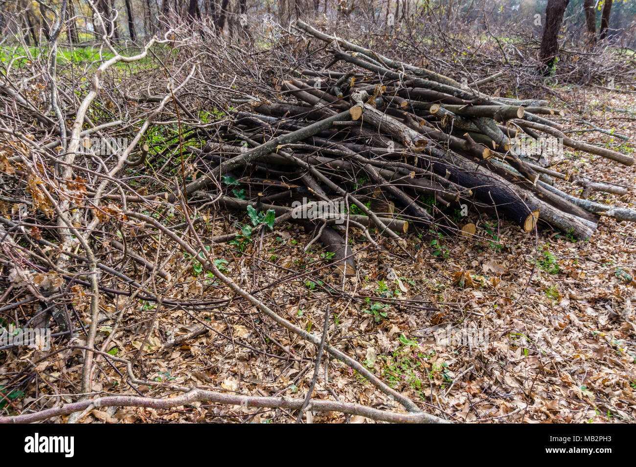Tas de bois coupé et stocké dans la forêt. Banque D'Images Tas de bois coupé et stocké dans la forêt. Banque D'Images