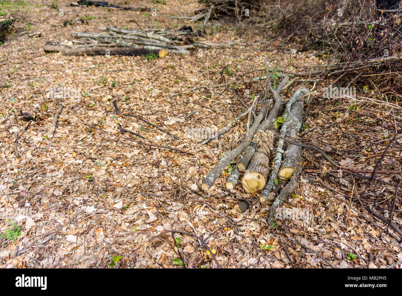 Tas de bois coupé et stocké dans la forêt. Banque D'Images Tas de bois coupé et stocké dans la forêt. Banque D'Images