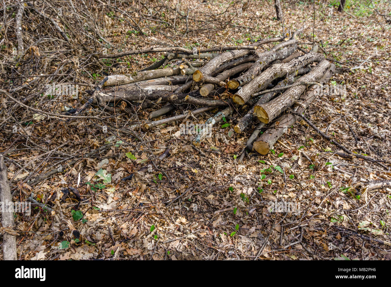 Tas de bois coupé et stocké dans la forêt. Banque D'Images Tas de bois coupé et stocké dans la forêt. Banque D'Images