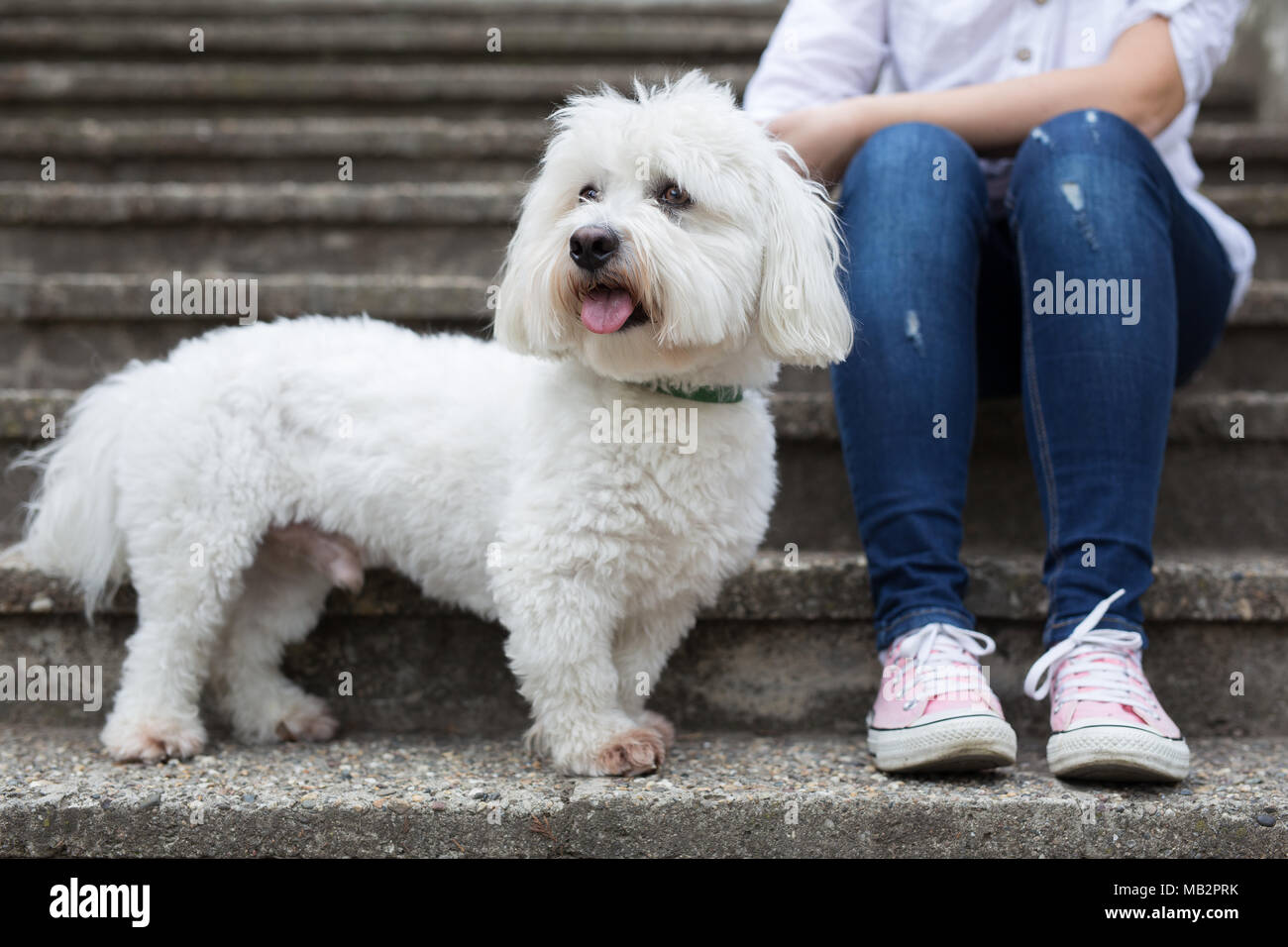 Chien debout à côté de son propriétaire - Coton de Tuléar Banque D'Images