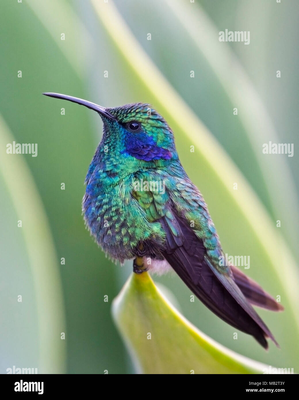 Violet moindre-ear (hummingbird Colibri cyanotus cabanidis) perché sur plante verte dans un jardin tropical. Banque D'Images