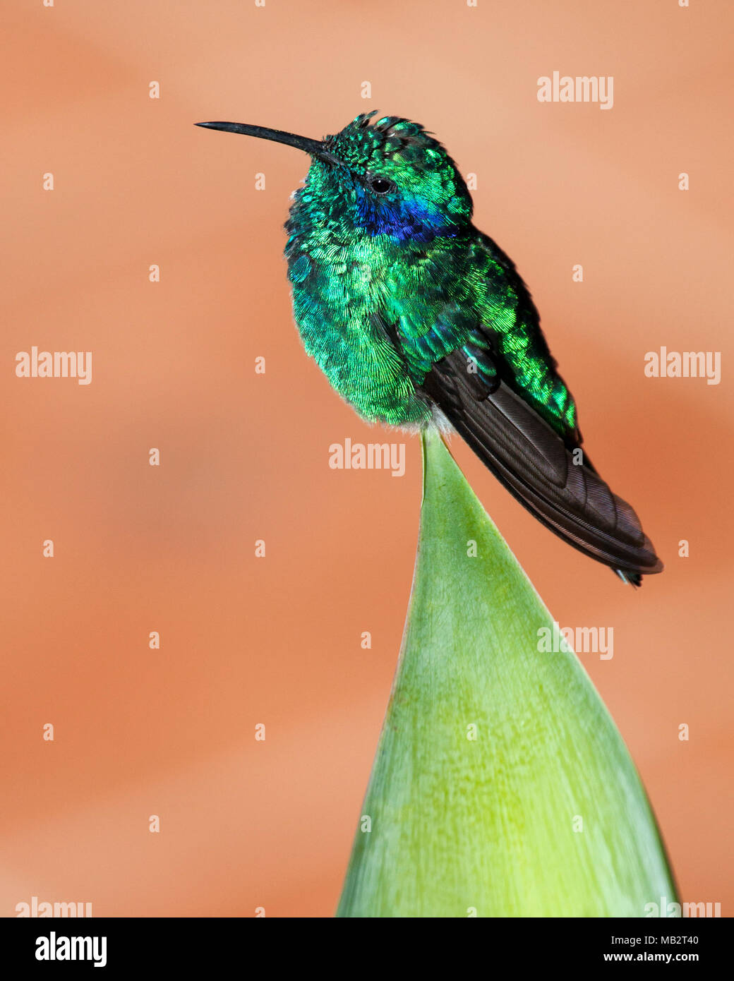 Violet moindre-ear (hummingbird Colibri cyanotus cabanidis) perchés sur des feuilles des plantes vertes dans le jardin tropical. Banque D'Images