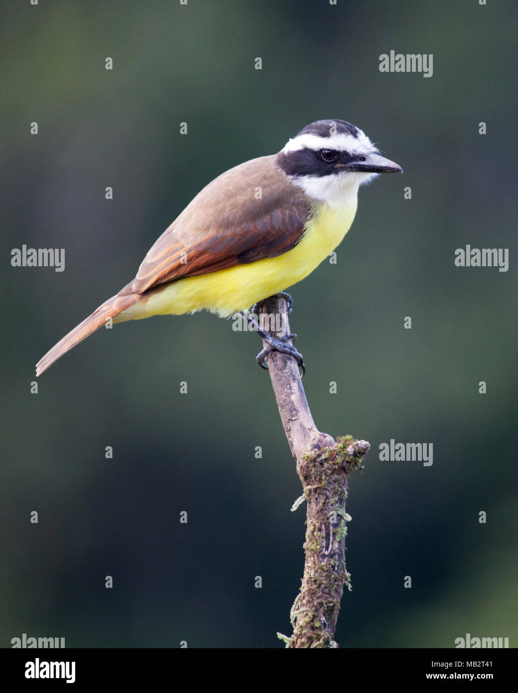 Tyran Quiquivi (Pitangus sulfuratus) perché sur branche d'arbre Banque D'Images