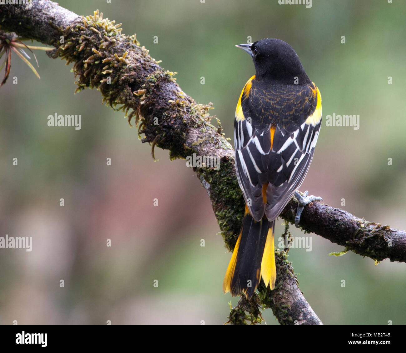L'Oriole de Baltimore homme perché sur branche d'arbre (Icterus galbula) Banque D'Images
