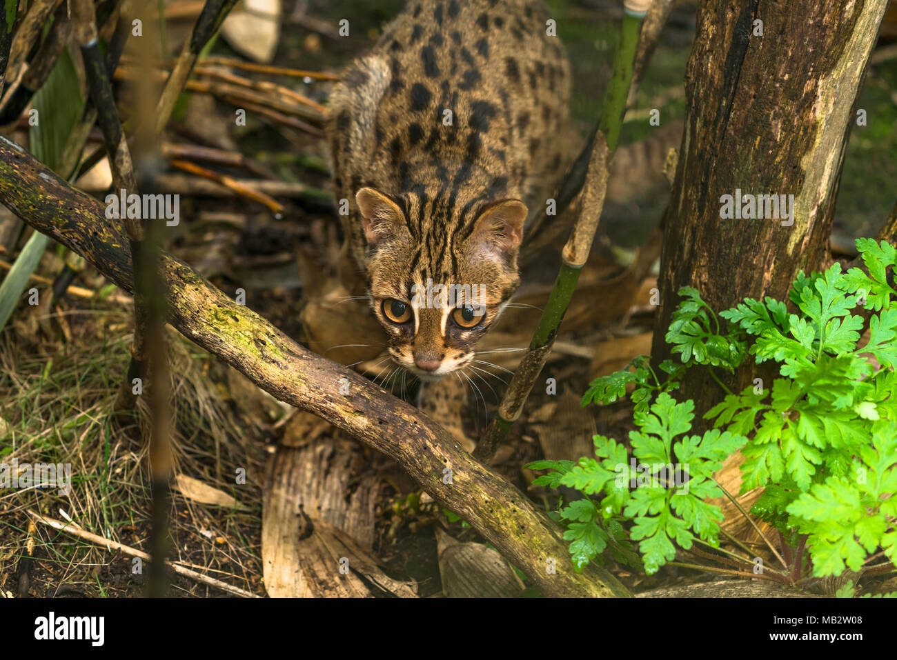 Chat-léopard (Prionailurus bengalensis) un petit chat sauvage originaire du sud du continent, l'Asie du Sud-Est et de Banque D'Images