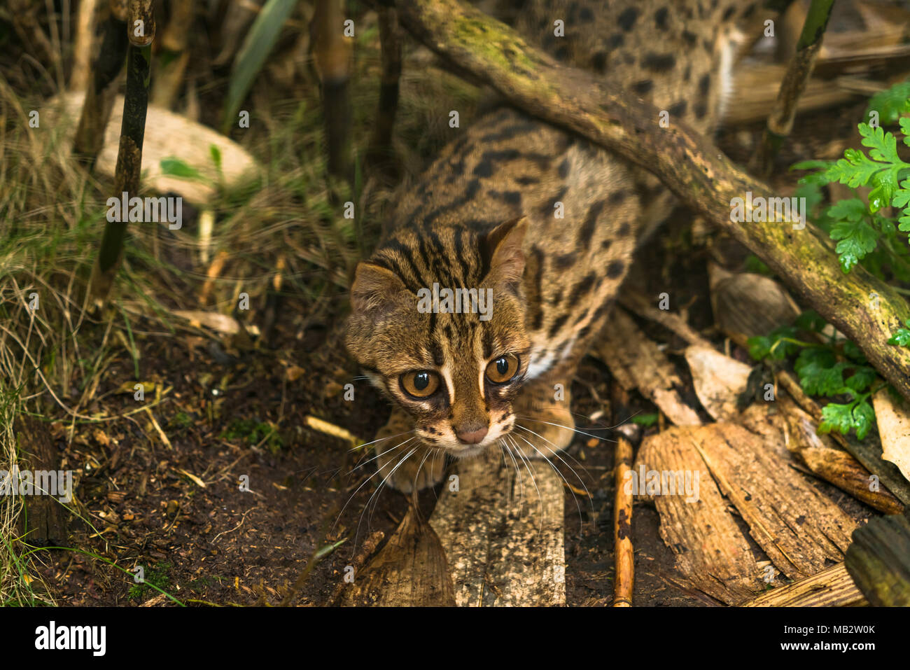 Chat-léopard (Prionailurus bengalensis) un petit chat sauvage originaire du sud du continent, l'Asie du Sud-Est et de Banque D'Images