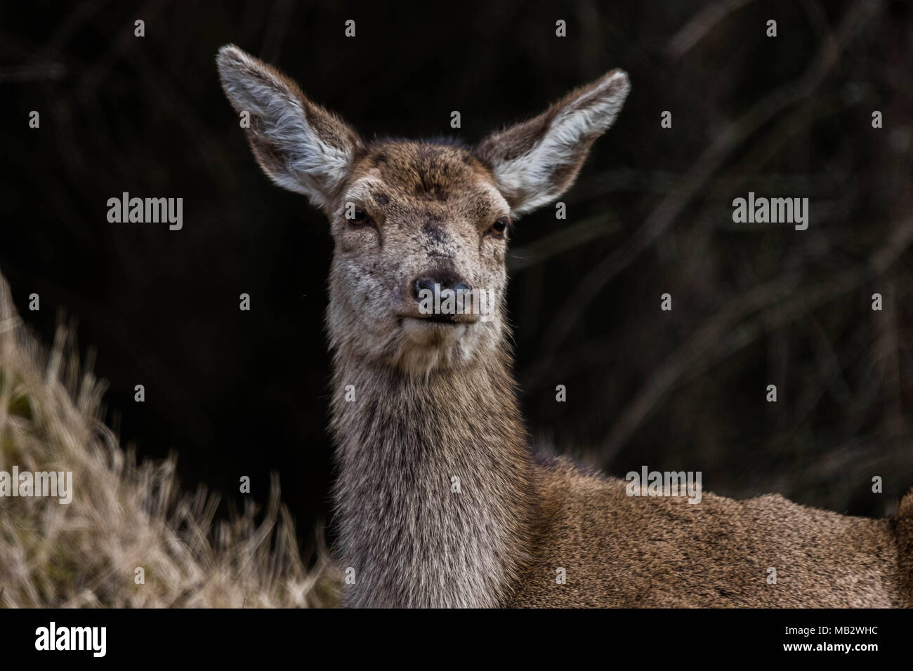 Red Deer Glen Etive Banque D'Images