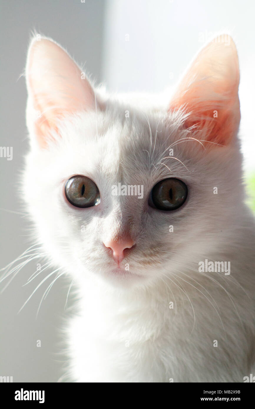 Chat blanc close-up du museau Banque D'Images