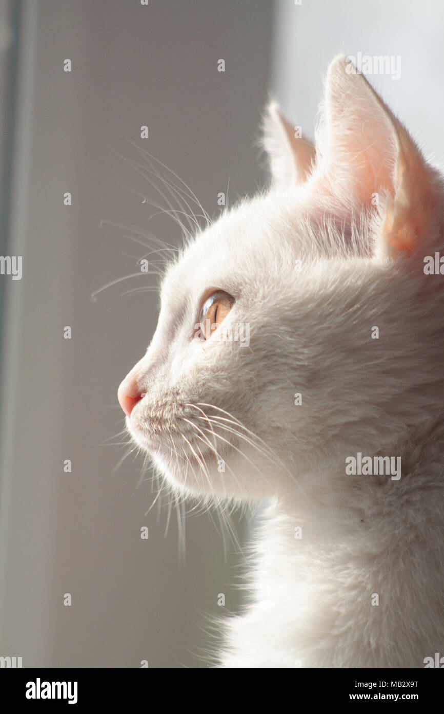 Chat blanc close-up du museau Banque D'Images