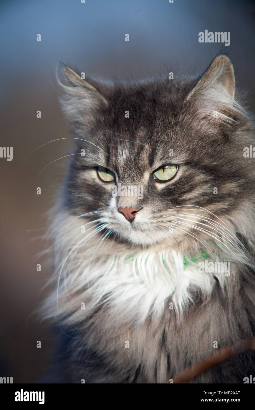 Chat blanc close-up du museau Banque D'Images