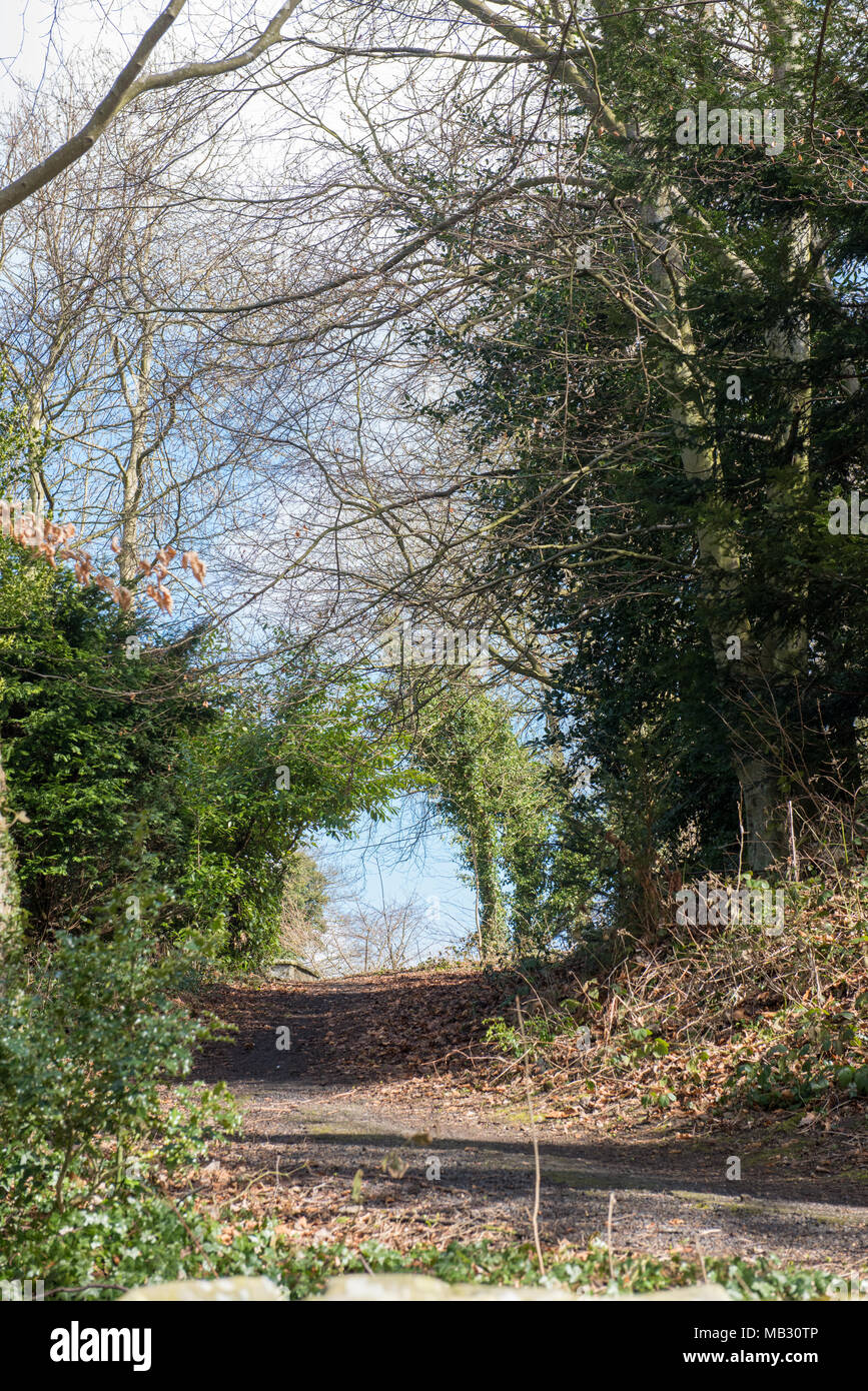 Sentier boisé serpentant à travers de grands arbres sans feuilles et de l'herbe sèche dans une forêt britannique au début du printemps ou à la fin de l'hiver, sous un ciel lumineux Banque D'Images