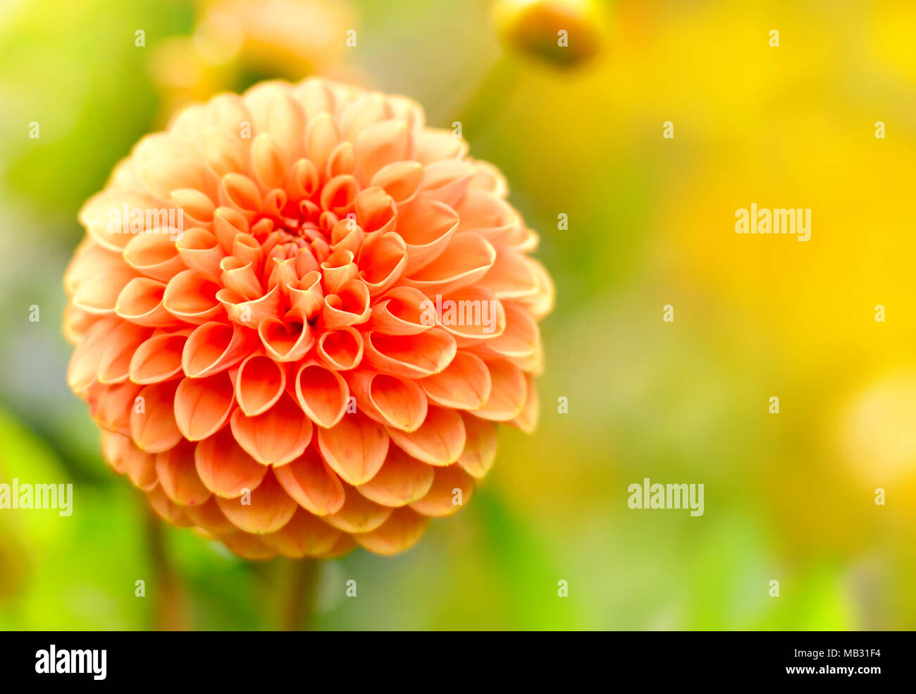 Dahlia fleurs dans le soleil avec focus sélectif et copiez l'espace. Printemps ou été l'arrière-plan. Banque D'Images