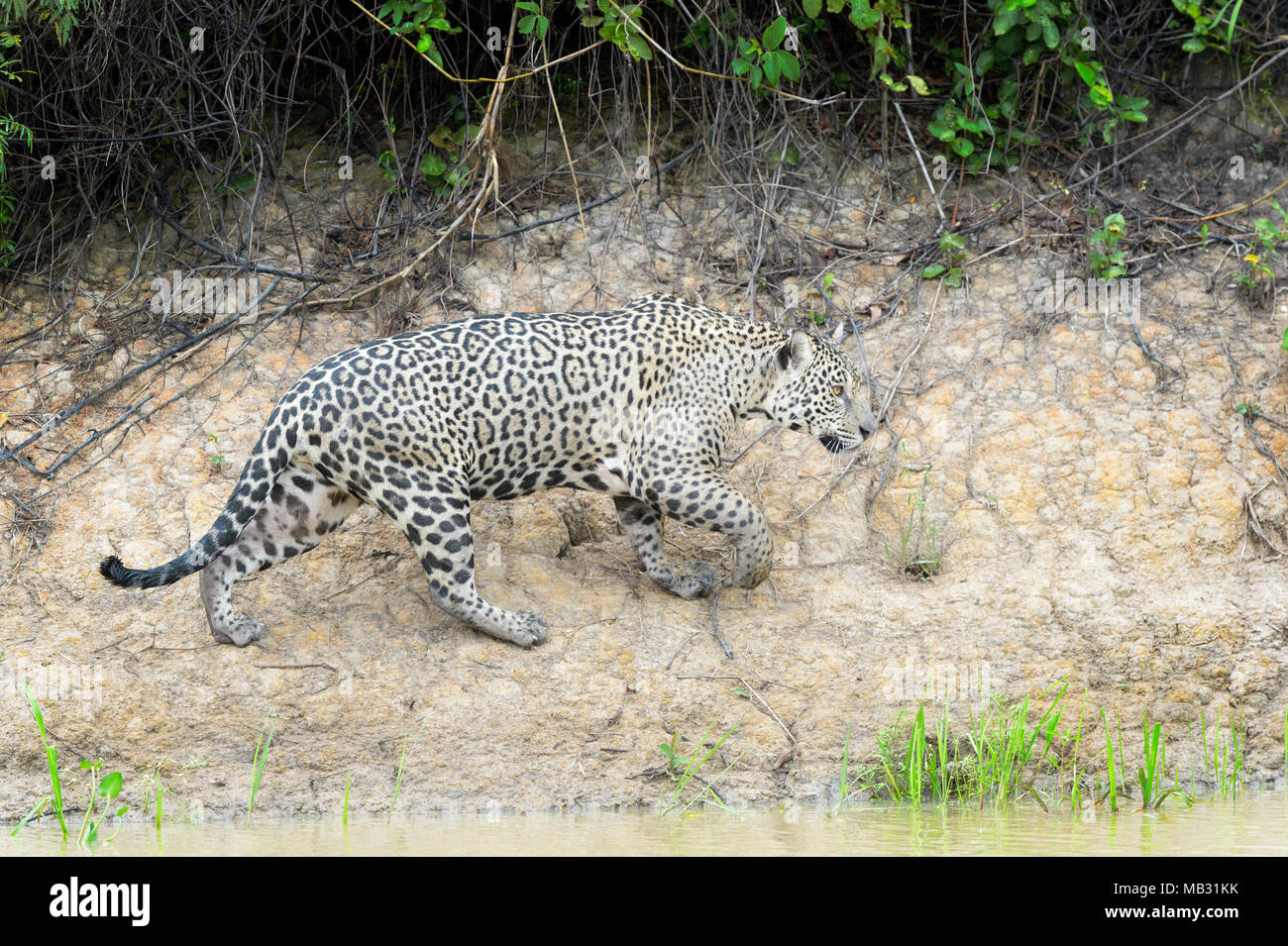 Jaguar (Panthera onca) marche sur les rives, Pantanal, Mato Grosso, Brésil Banque D'Images