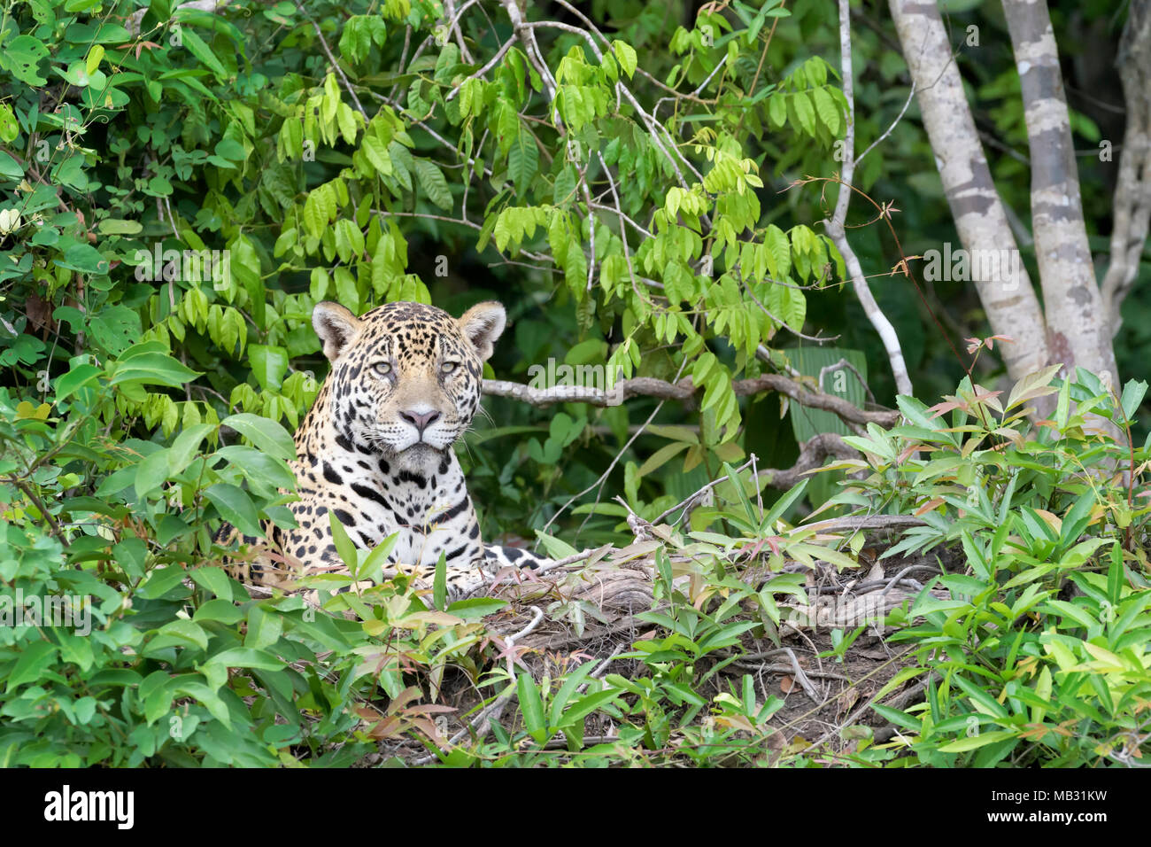 Jaguar (Panthera onca) couchée sur berge, dans jungle, looking at camera, Pantanal, Mato Grosso, Brésil Banque D'Images