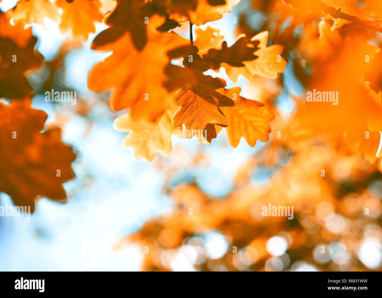 Automne feuilles de chêne, de fond de scène à l'automne. Arrière-plan de feuilles rouge et orange avec la lumière du soleil et l'espace de copie. Banque D'Images