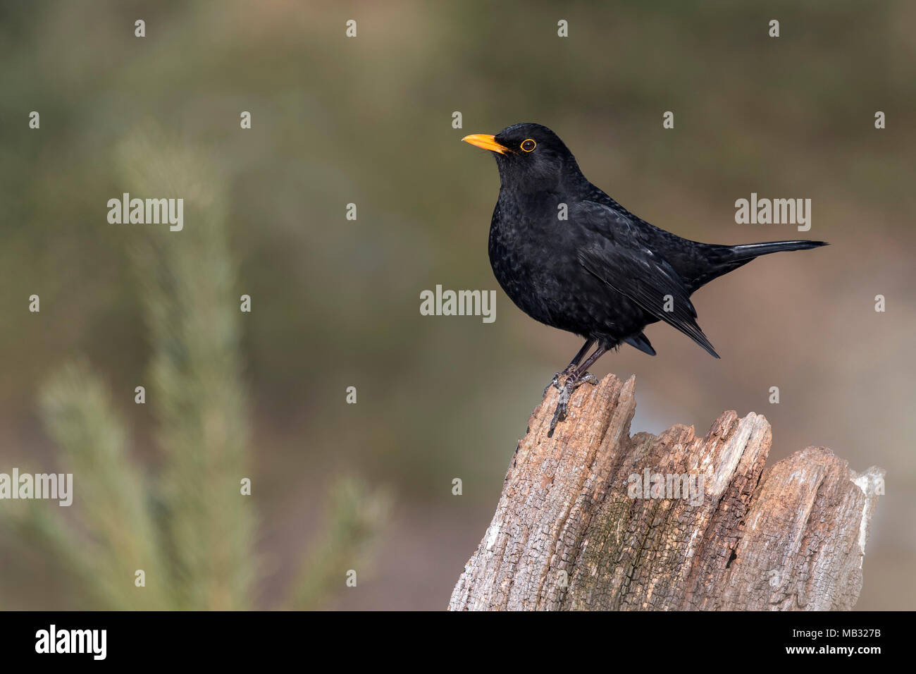 Blackbird (Turdus merula), assis sur une souche d'arbre, Tyrol, Autriche Banque D'Images