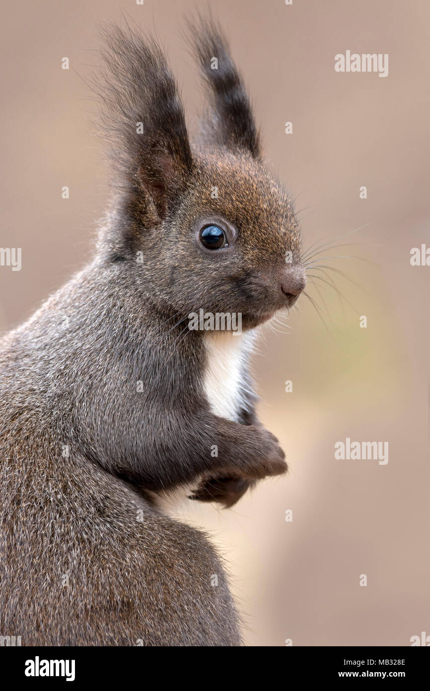 Eurasian écureuil roux (Sciurus vulgaris), animal portrait, Tyrol, Autriche Banque D'Images