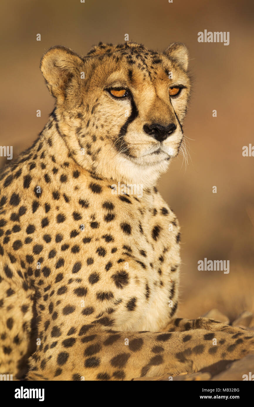 Le Guépard (Acinonyx jubatus), homme, portrait, animal captif, la Namibie Banque D'Images