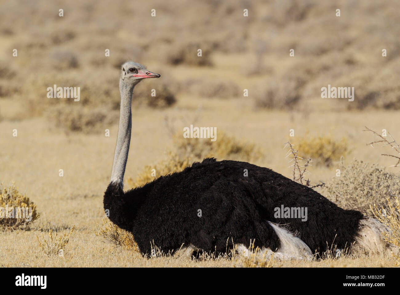 Autruche (Struthio camelus), mâle au repos dans l'herbe sèche, Etosha National Park, Namibie Banque D'Images