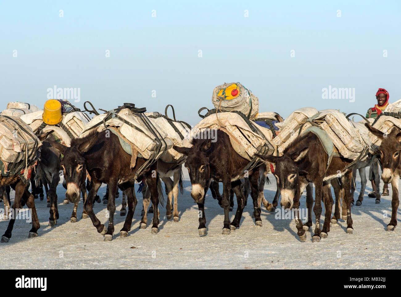 Transport des ânes de blocs de sel des mines de sel, Assale Salt Lake, Lac Assale, vallée de Danakil, région Afar, Ethiopie Banque D'Images