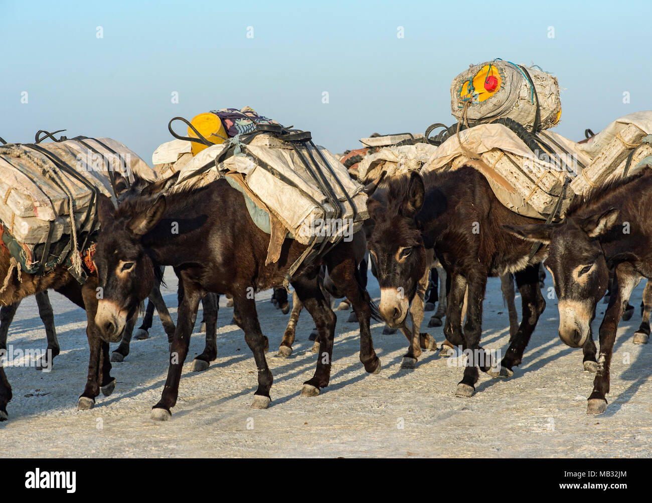 Transport des ânes de blocs de sel des mines de sel, Assale Salt Lake, Lac Assale, vallée de Danakil, région Afar, Ethiopie Banque D'Images