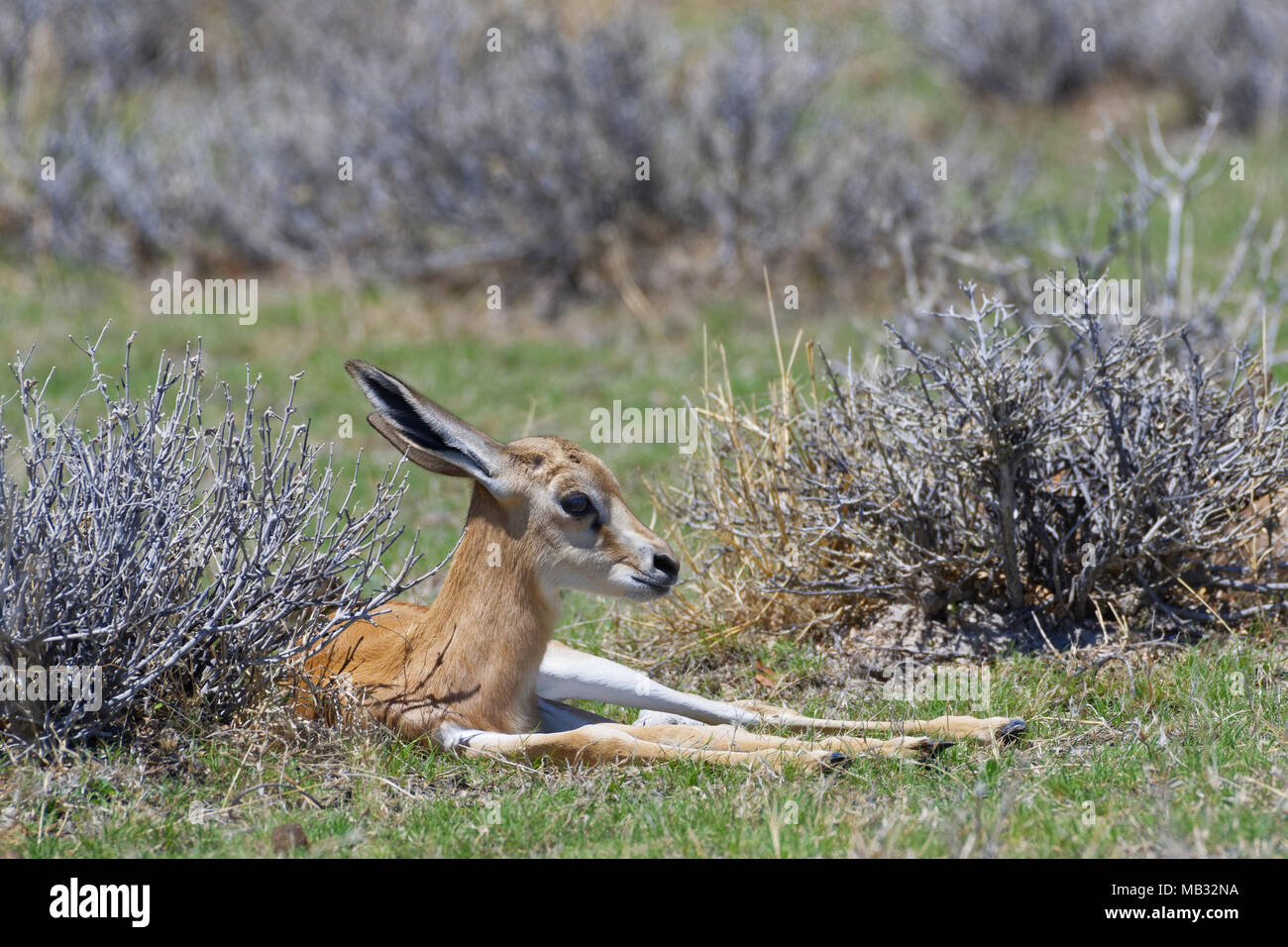 Le springbok (Antidorcas marsupialis jeunes) couché dans l'herbe sèche, alerte, Etosha National Park, Namibie Banque D'Images