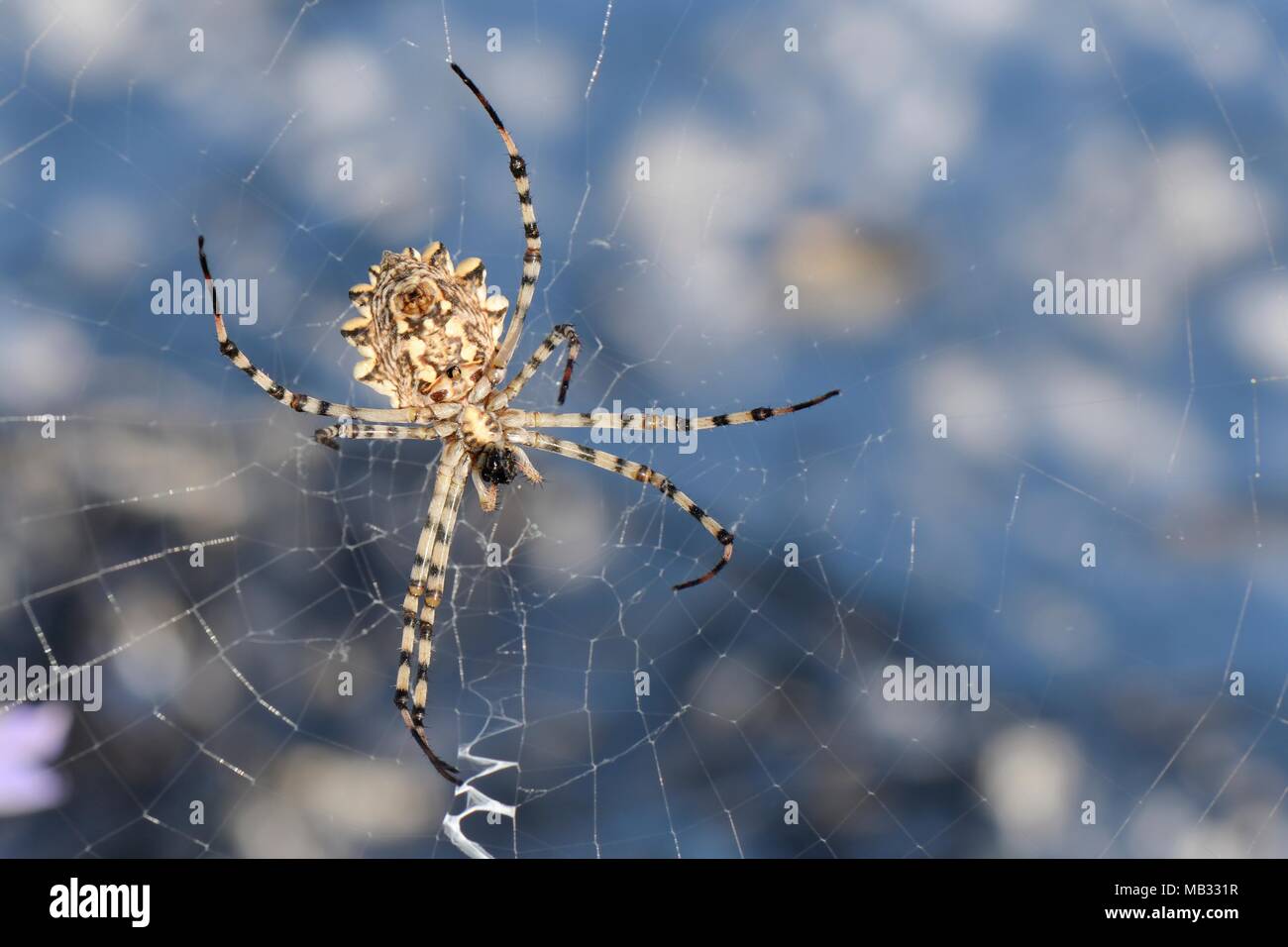 Spider argiope lobée (Argiope lobata) sur son site web parmi la végétation, près de Nauplie, l'Argolide, Péloponnèse, Grèce, juillet. Banque D'Images