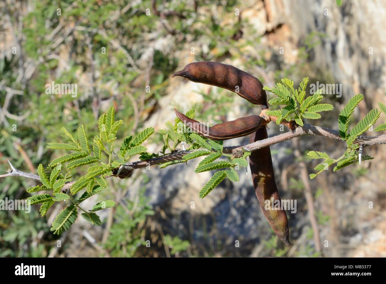 Acacia doux // Huisache bush aiguille (Vachellia farnesiana / Acacia farnesiana) gousses, Grèce, juillet. Banque D'Images