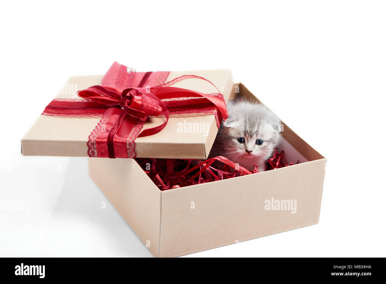 Petit Chaton Adorable Peluche Gris Assis Dans La Boite En Carton Avec Noeud Sur Anniversaire Rouge Top D Etre Un Cadeau Pour L Occasion Speciale Mignon Petit Chat Espiegle Charme Assez Amusante Valentine Mignon