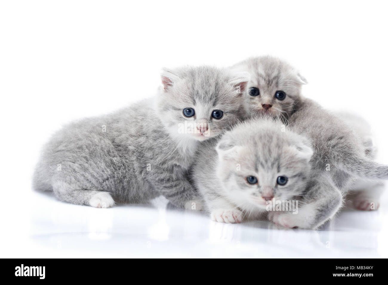 Les chatons nouveau-nés à des gris de l'appareil photo tout en jouant ensemble et explorer le monde qui les entoure. Studio photoshoot. Adorable mignon gris Photoset funny cats amour bonheur Banque D'Images