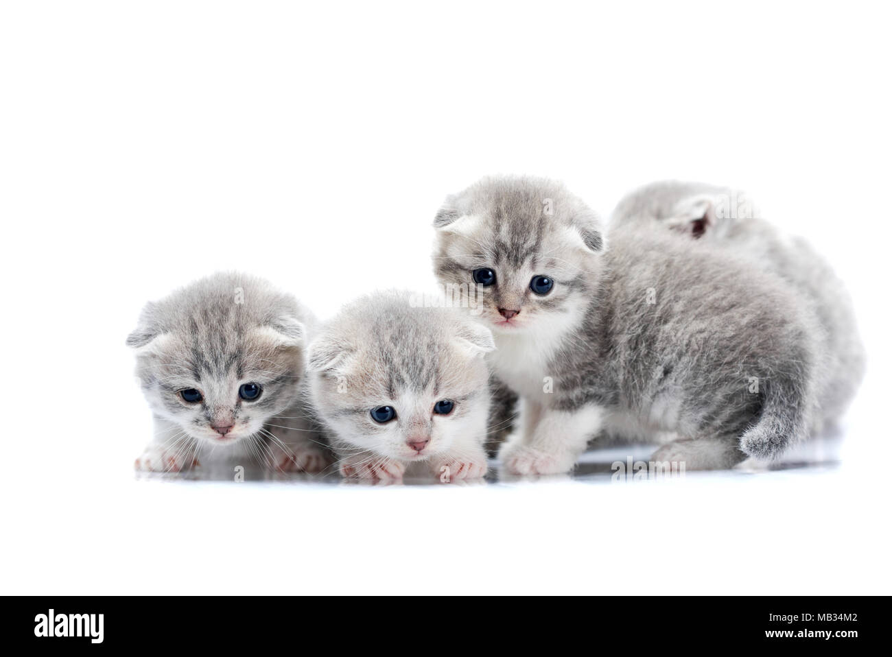 Petits chatons mignon nouveau-né à être curieux et impatients tout en explorant le monde autour d'eux dans la série studio blanc. Cute adorable chats gris duveteux jouant les yeux bleus paws fur le bonheur Banque D'Images