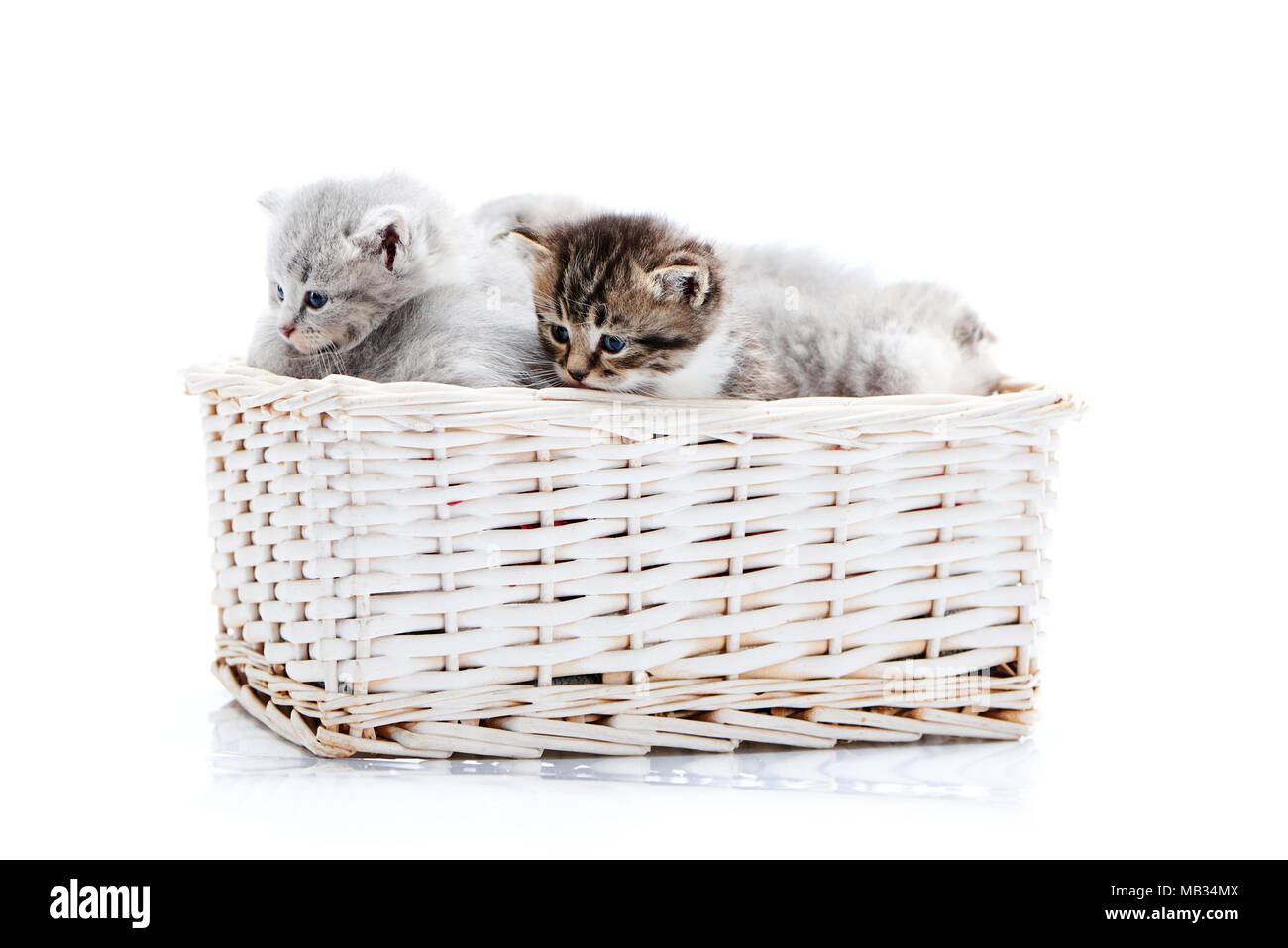 Les petites rayures brun aux yeux bleus moelleux chaton assis parmi d'autres chatons gris mignon en blanc panier en osier tout en se posant de photoset. Peu de nouveau-né adorable chatons gris charmant mignon bonheur Banque D'Images