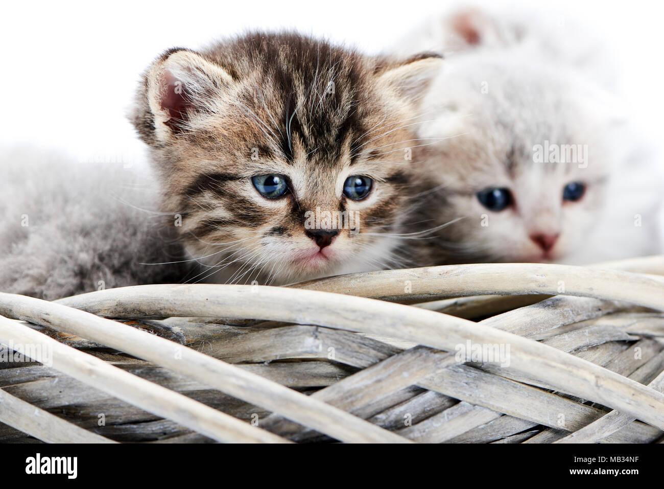 Les Petites Rayures Brun Aux Yeux Bleus Moelleux Chaton