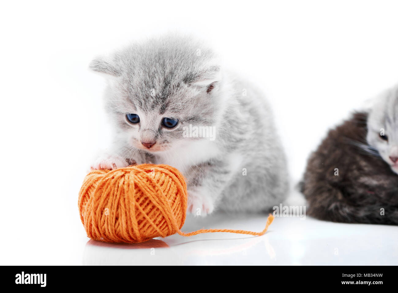Petit Chaton adorable peluche gris joue avec le fil orange ball tandis que d'autres chatons jouent dans l'arrière-plan en blanc photo studio. Peu de gris adorable amusant curieux mignon yeux bleu fourrure Banque D'Images