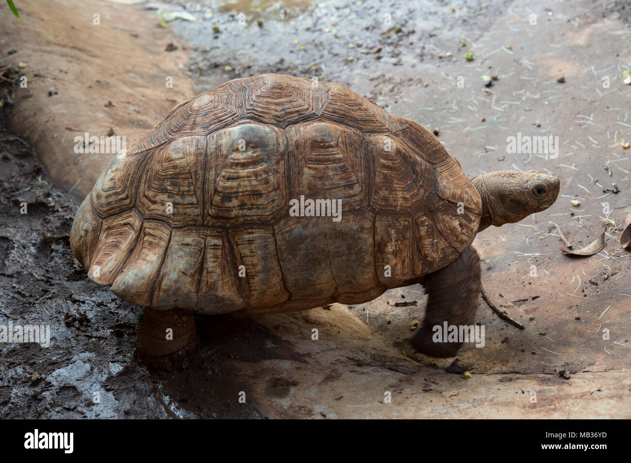 Tortue Stigmochelys pardalis, Leopard, Testudinidae, Kenya, Africa Banque D'Images