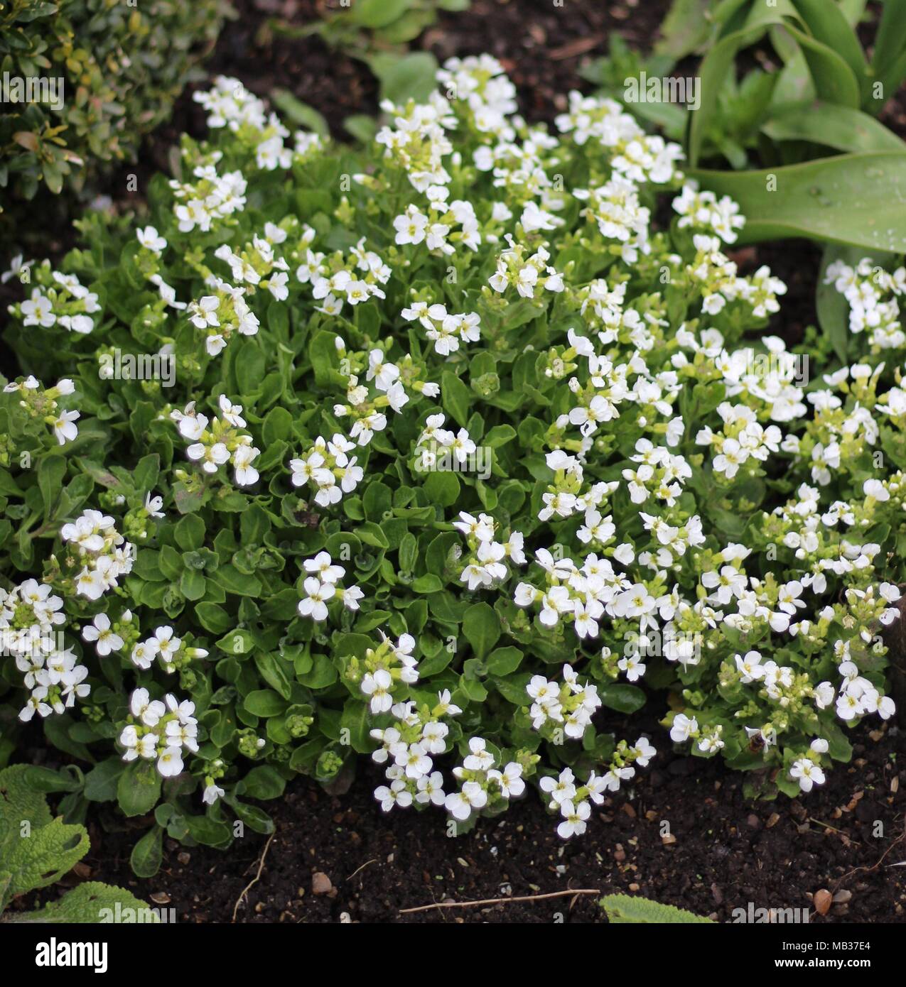 Fleurs blanches parfumées arabis - rockcress 'snowcap' Banque D'Images