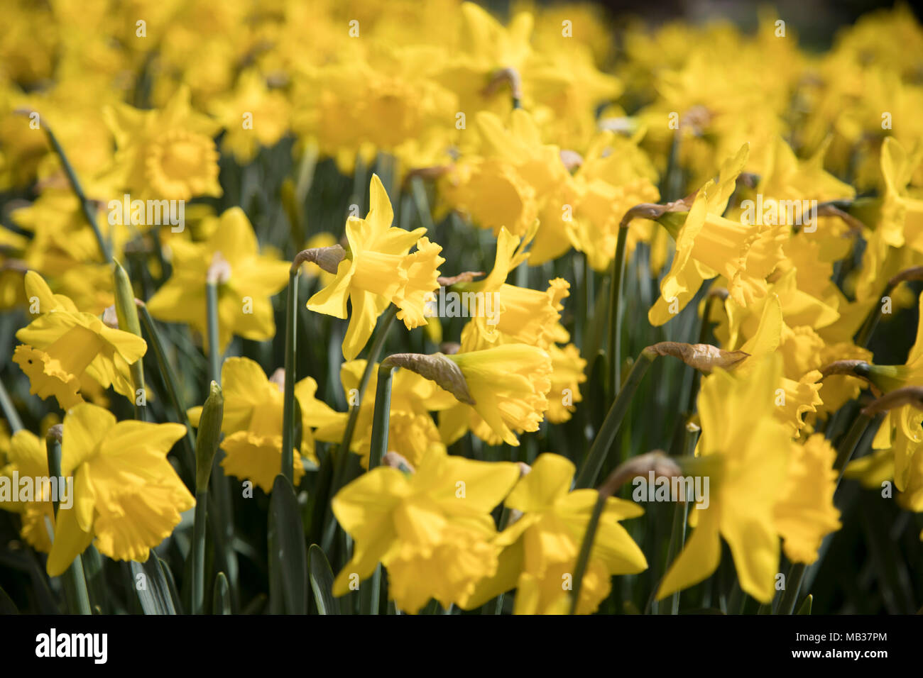 Printemps Jonquilles A St Jamess Park A London Angleterre Royaume Uni Narcisse Est Un Genre De Plantes Vivaces De Printemps Principalement De La Famille Amaryllidacees Divers Noms Communs Y Compris Daffadowndilly La Jonquille