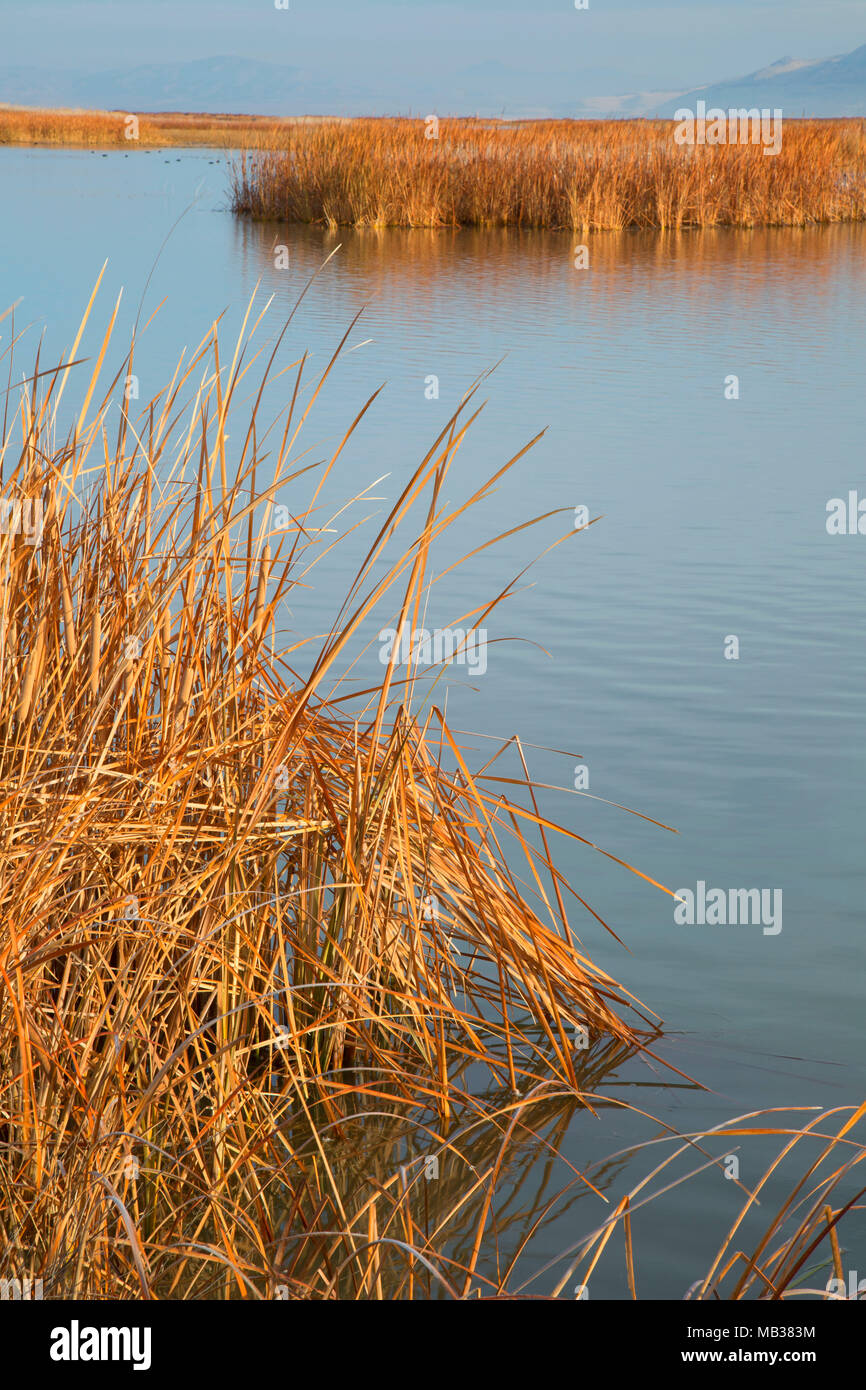 Great Salt Lake marsh, Bear River Refuge d'oiseaux migrateurs, de l'Utah Banque D'Images